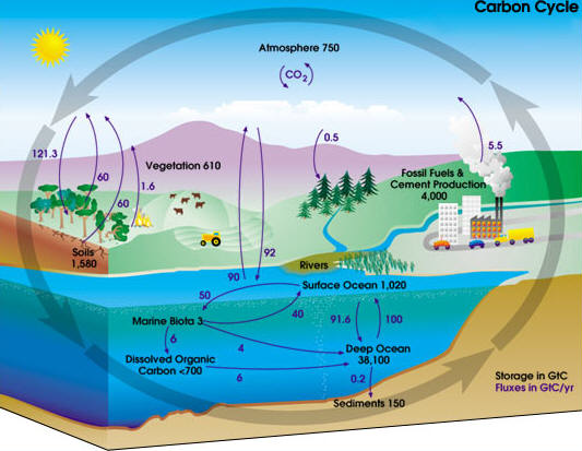 carboncycle